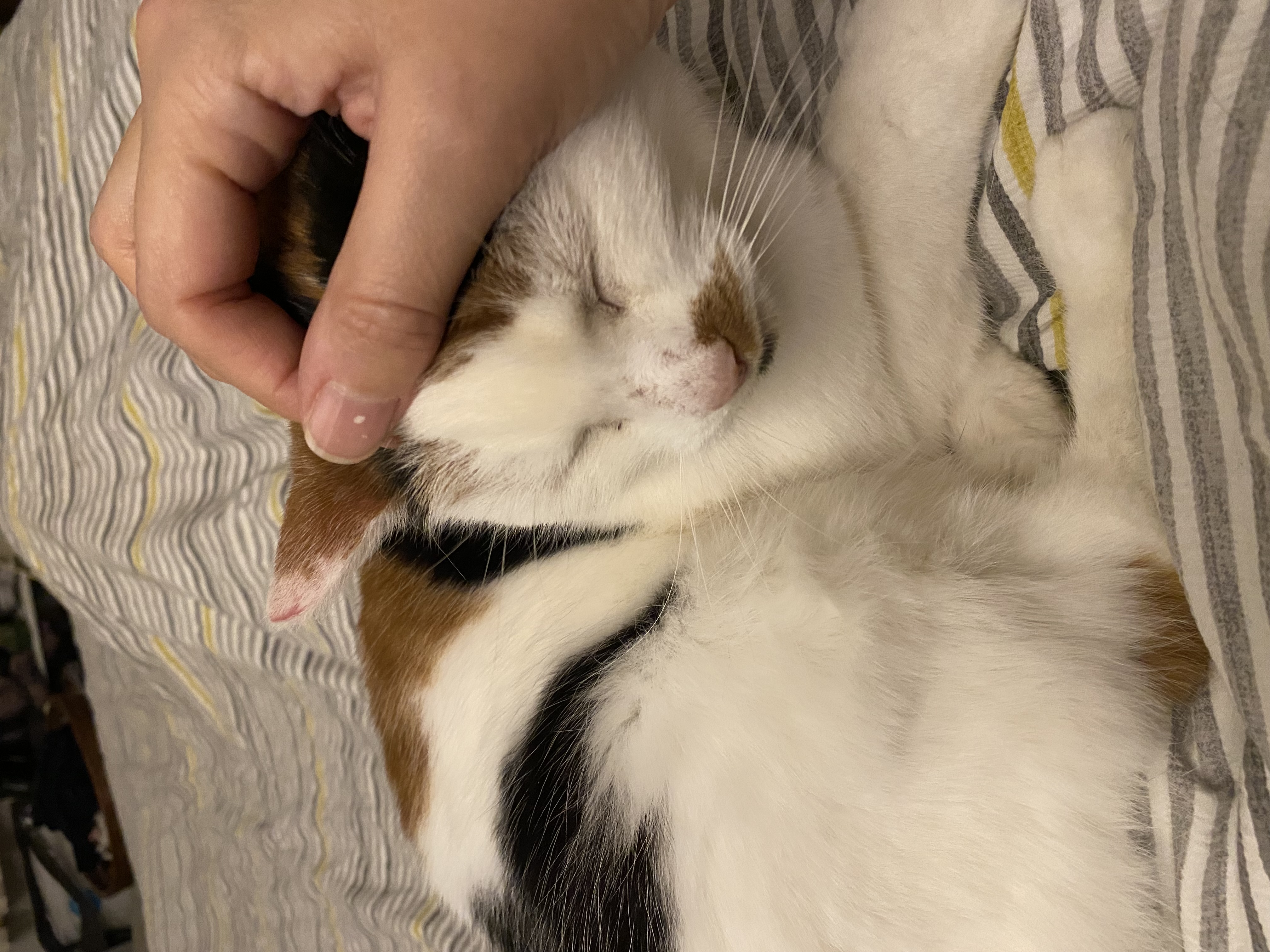 The unconditional love of my cats