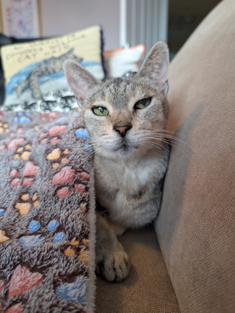 Unconditional love and purrs and companionship from my beautiful cat Brenda