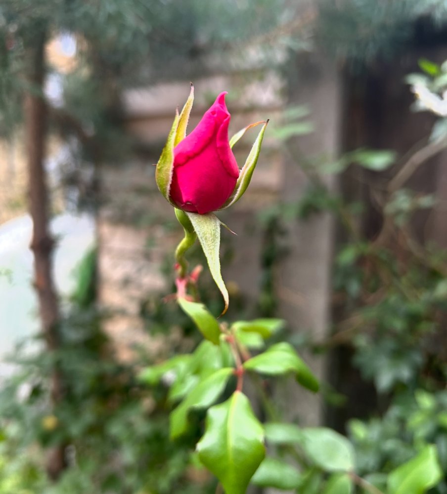 Love is a beautiful feeling with lots of different  faces, like a flowers.