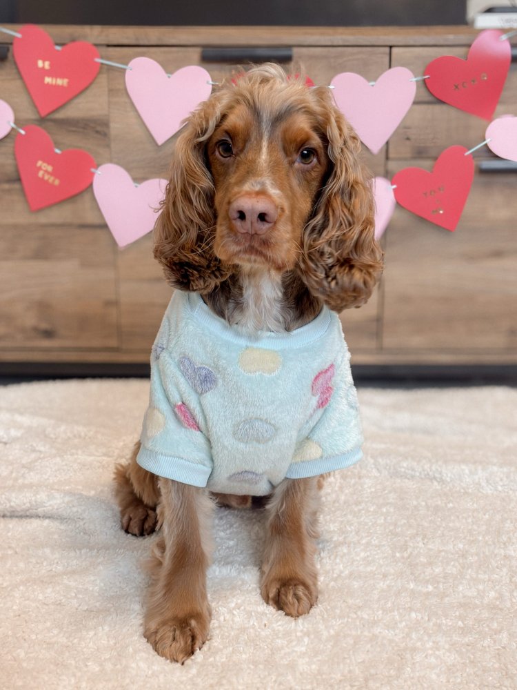 my beautiful cocker spaniel who brings so much love in to my life x