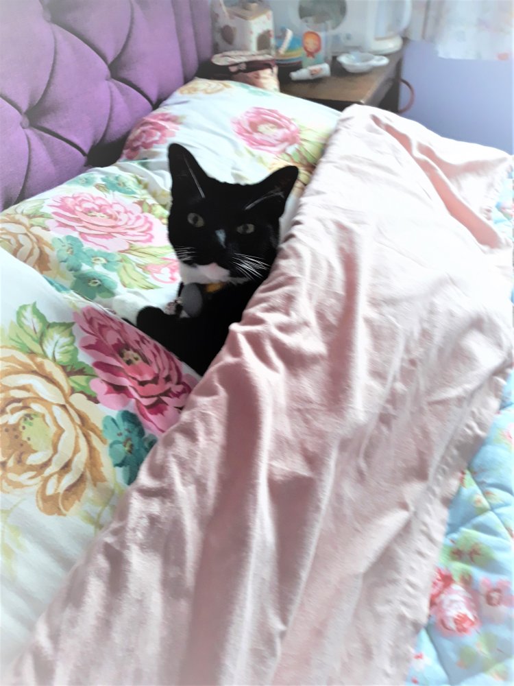 Sharing my bed with Sooty!!!