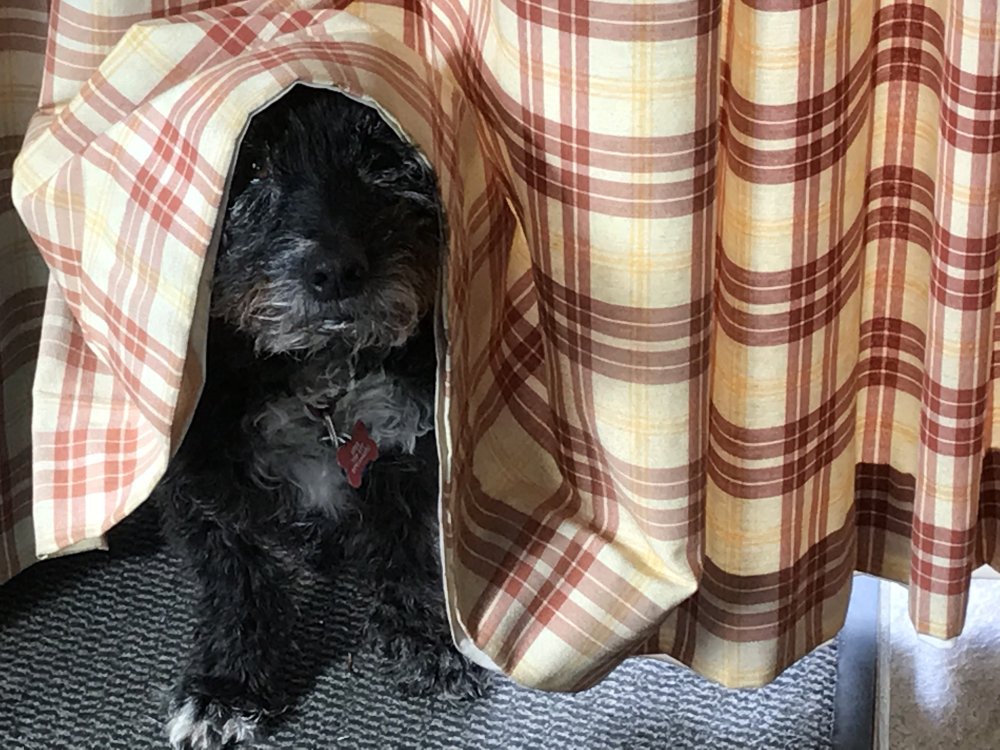 Affection, trust, lyalty