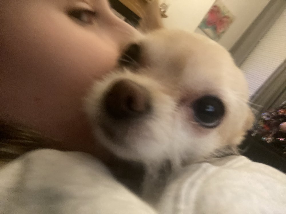 Fluffy hugs and kisses, wet noses and tiny paws.