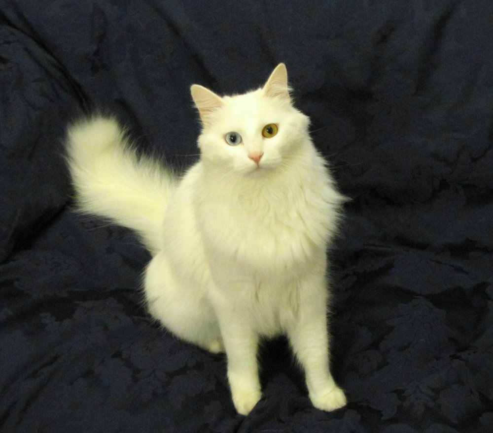 Unconditional, like my beautiful cat Lily.