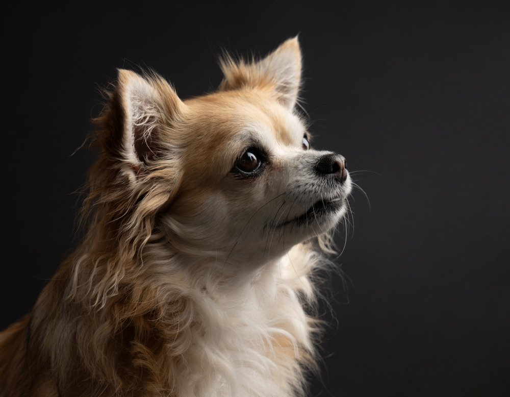 A long and happy life