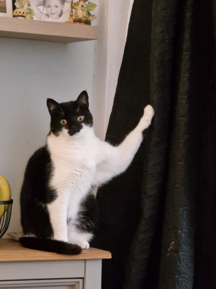 Getting head rubs from Miggy in the morning