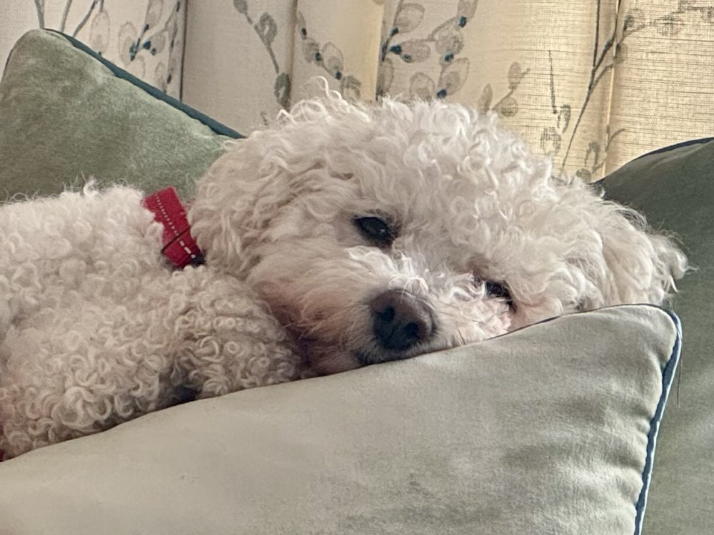 Bella love ????❤️????