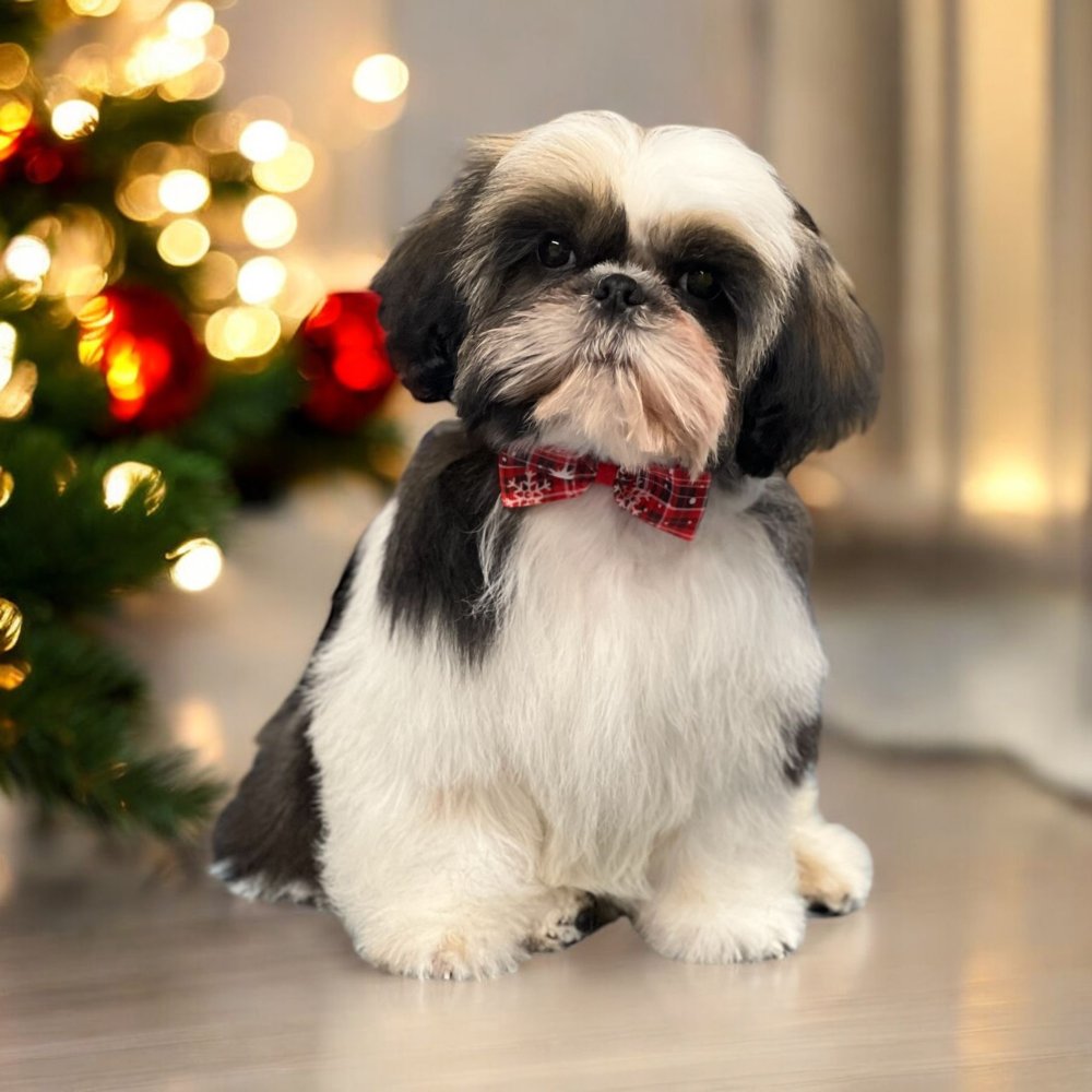 Our first puppy ???? Angus first time at the groomers