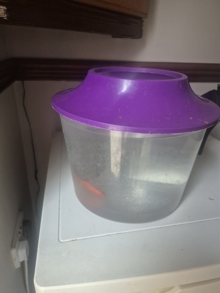 My wife loves golden fisg