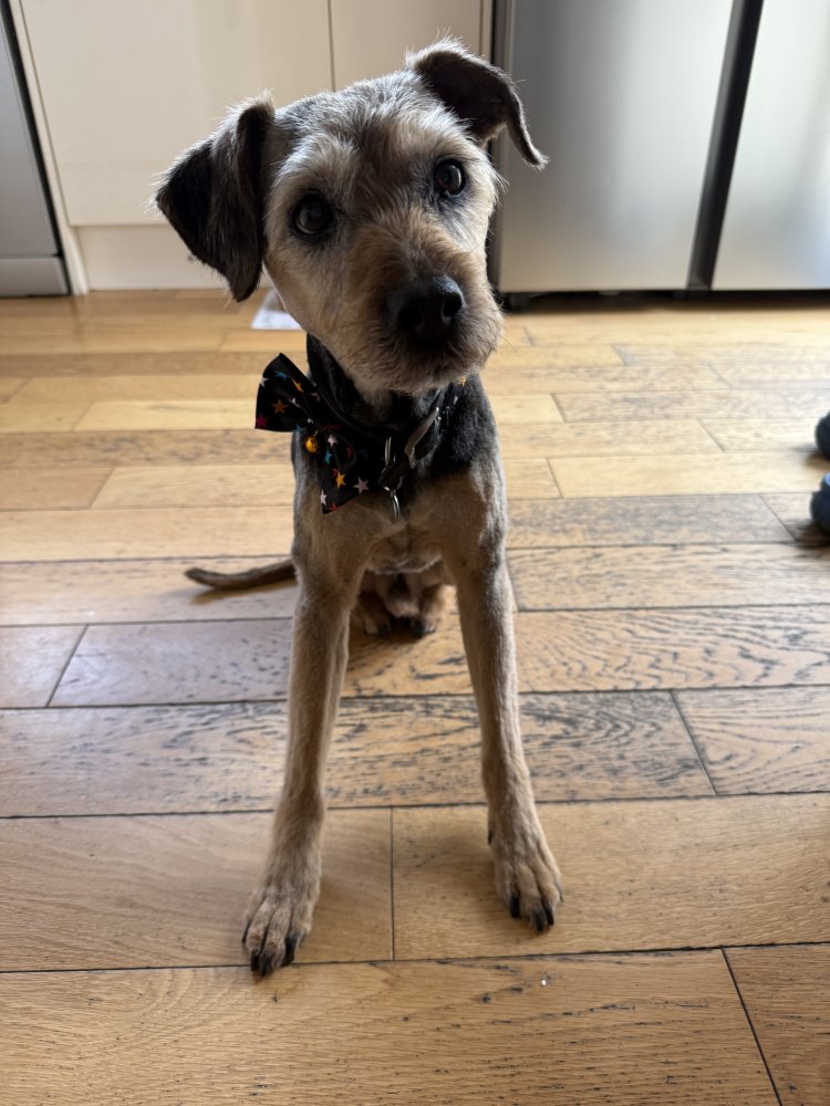 Unconditional love from my dog Rodders who’s celebrating his 16th Birthday!