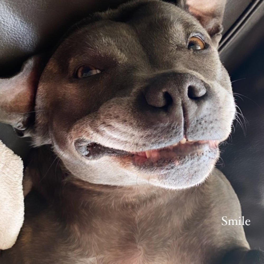 Unconditional love from my Dog