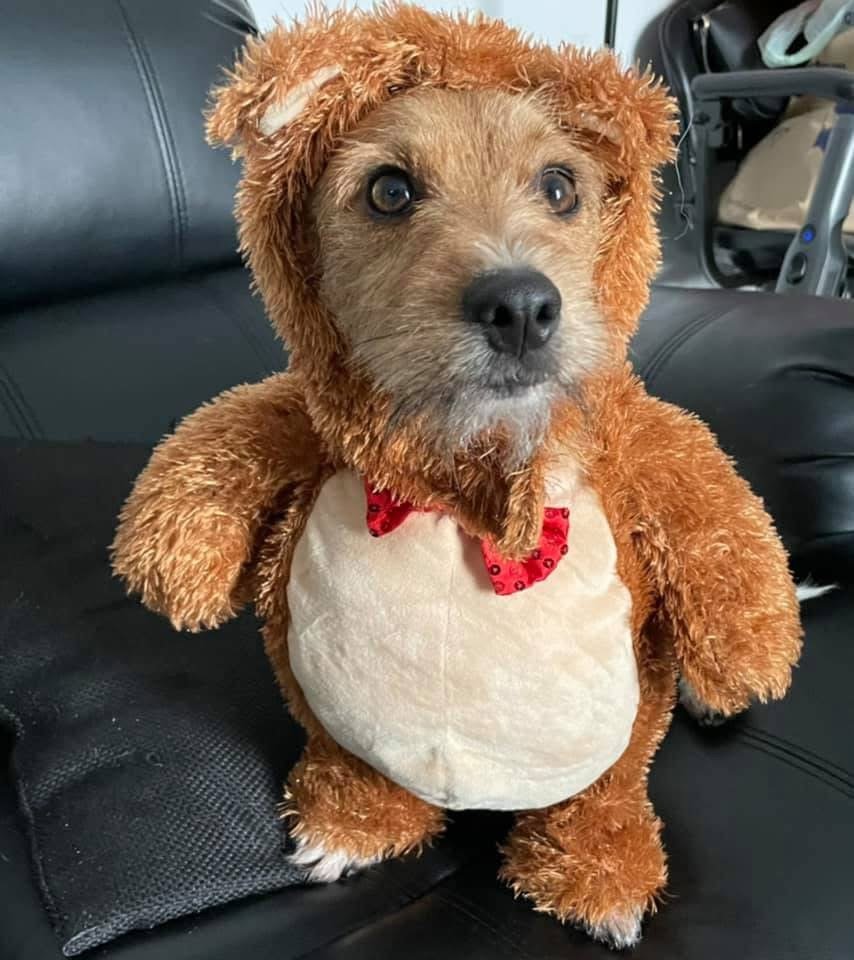 Never thought I’d be a “dog person” until this little chap entered my life 7 years ago. Wouldn’t be without Melvin now. He even lets me put him in silly bear outfits!