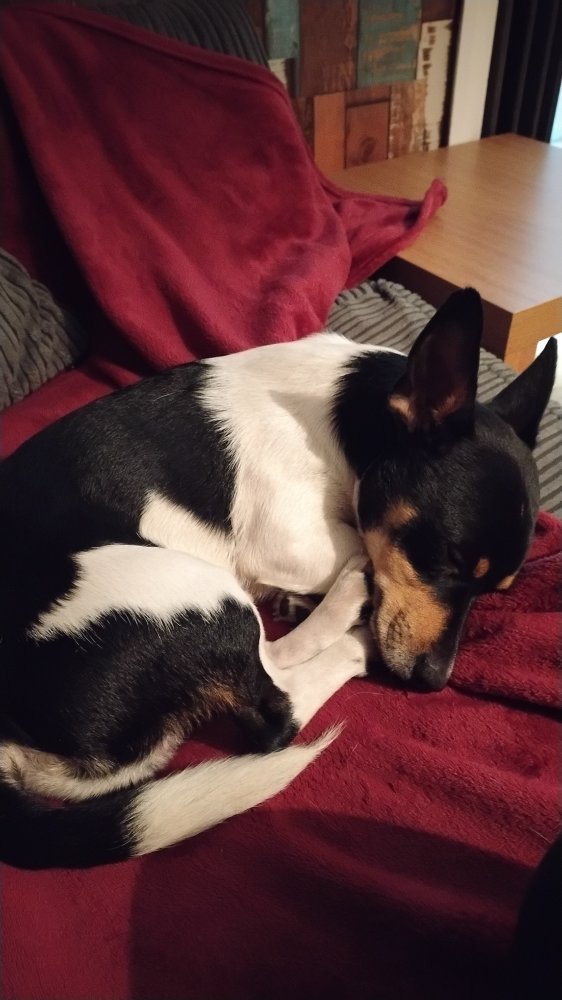 My boy Leo is what love means to me ...