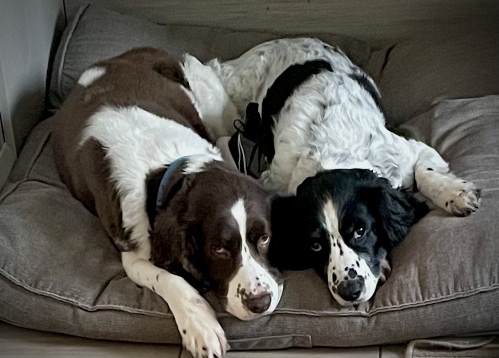 Warmth, comfort, cuddles & kisses