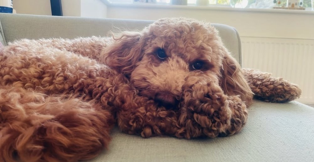 Love is the comfort of fluffy snuggles