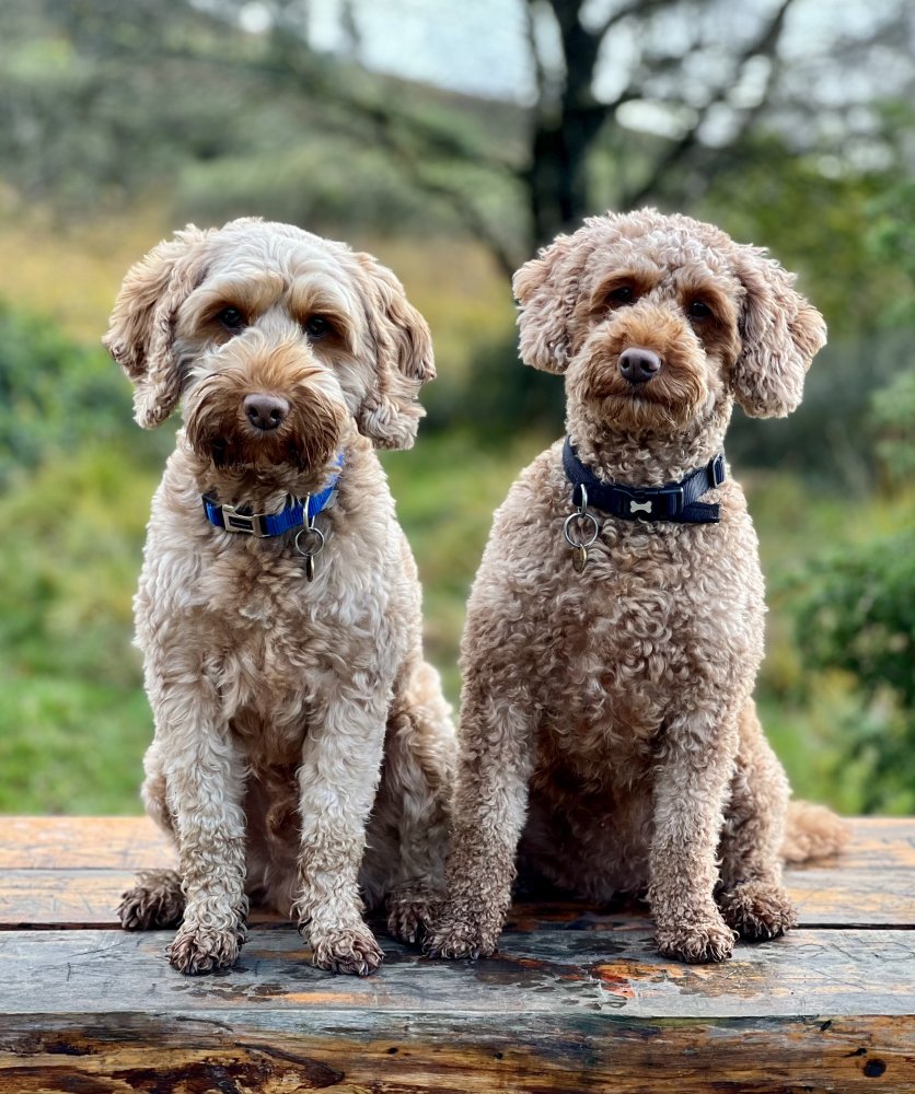 Compassion, affection and trust.