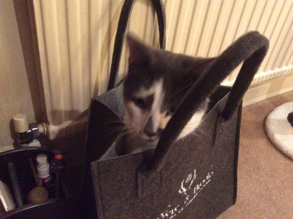 Freddie wants to come shopping and be with me all the time…..