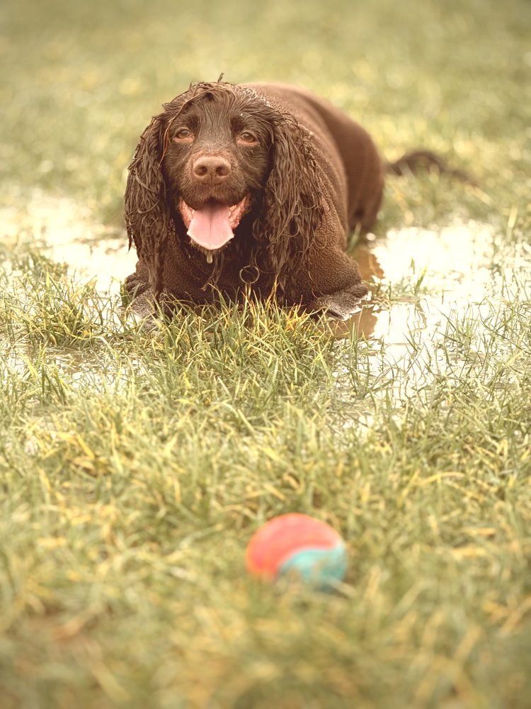 A beautiful smile, stinky breath, a waggy tail, unconditional affection and a wife who understands all of the above. Meet Margot ????