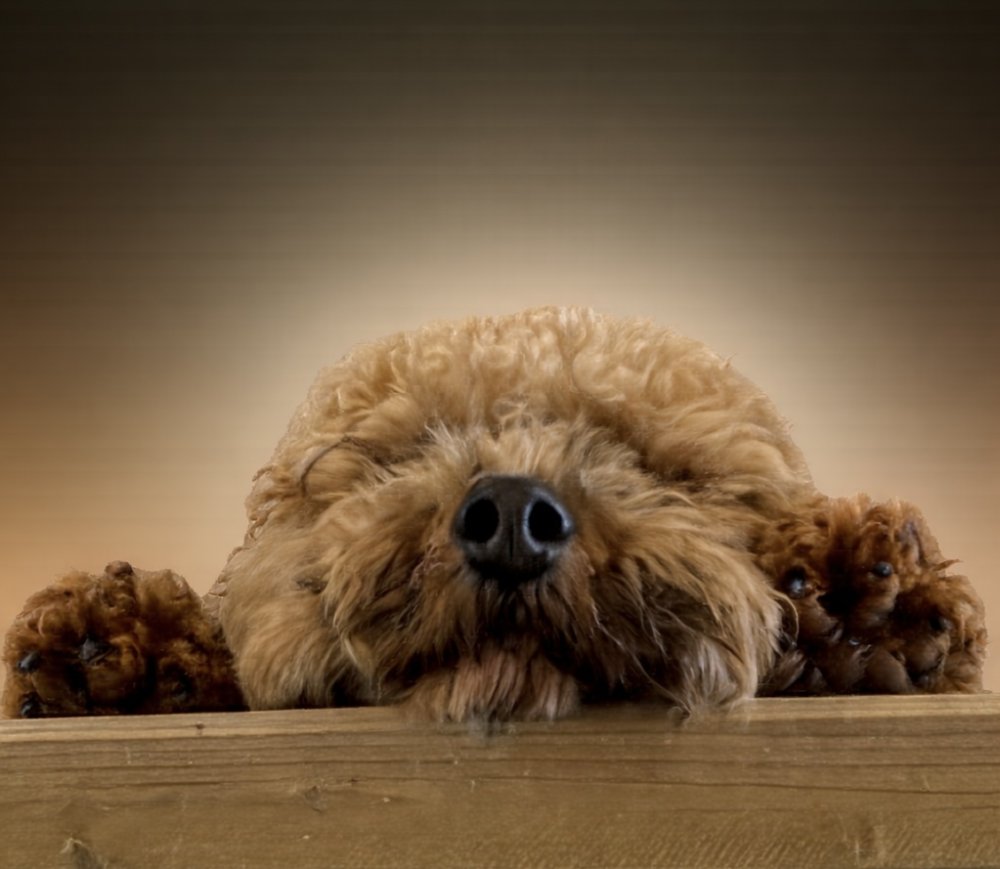 Spending time with this little one. Knowing he’s always by my side, and I do mean always!