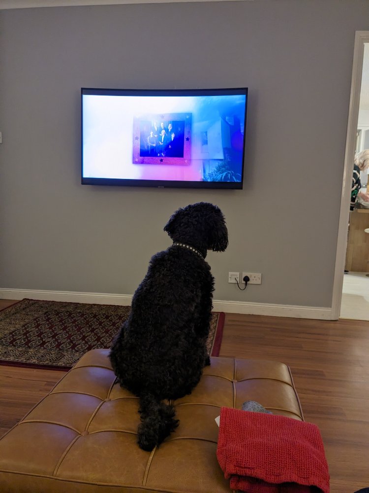 Teddy loves television