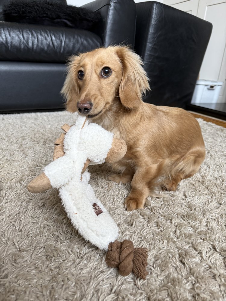 My daughter’s dog Peanut x