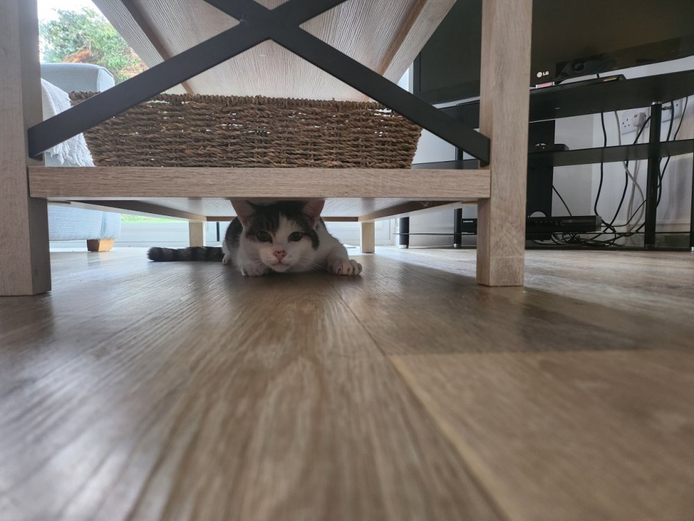 A cat that chooses you