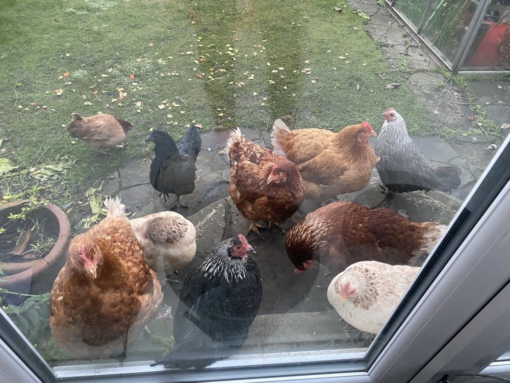 Soft fluffy feeling. My gorgeous hens!!!