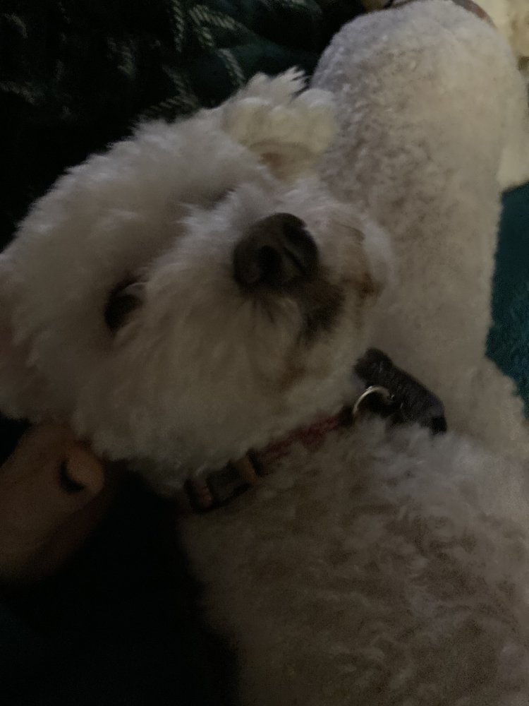 Cosy nights in with fur babies