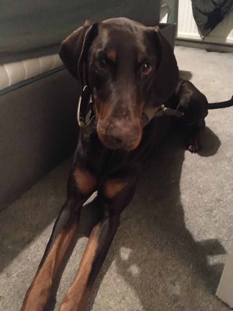 Passion and respect and a good bark