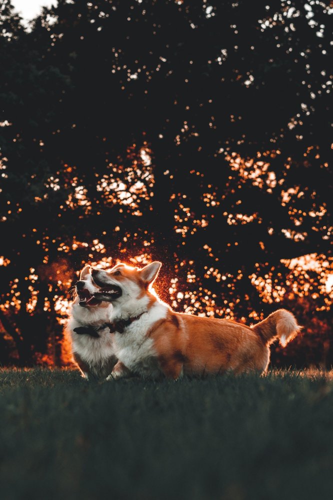 Pure joy and happiness