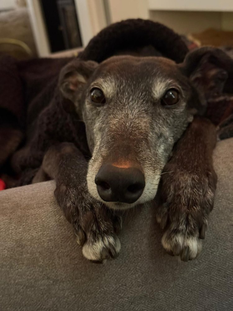 Our gentle Betty who crossed the rainbow bridge in December 2025