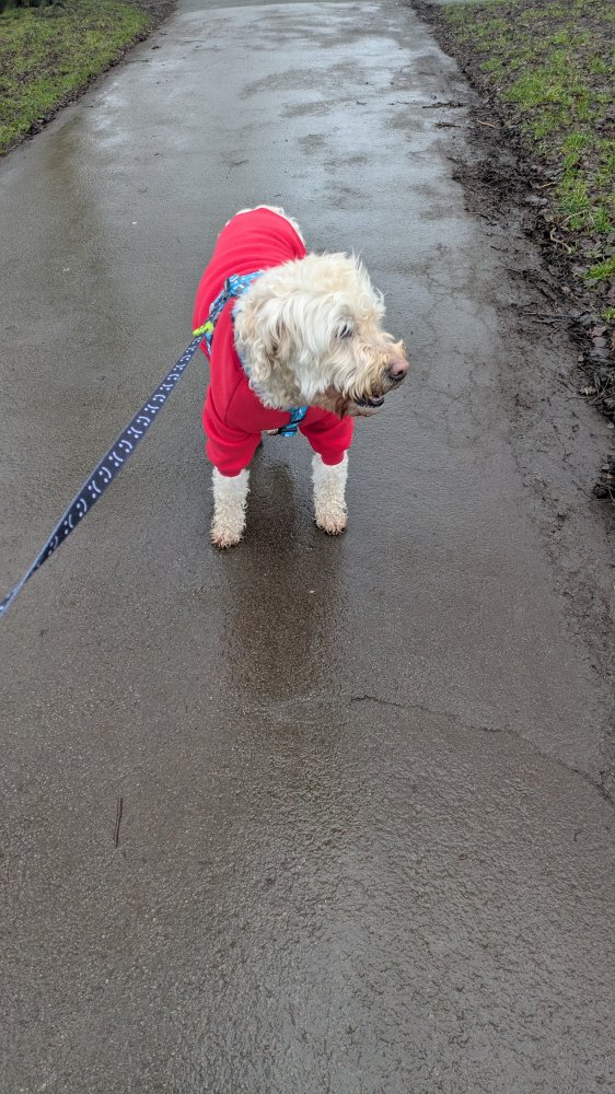 Hanging out with my loved ones, Human or canine 