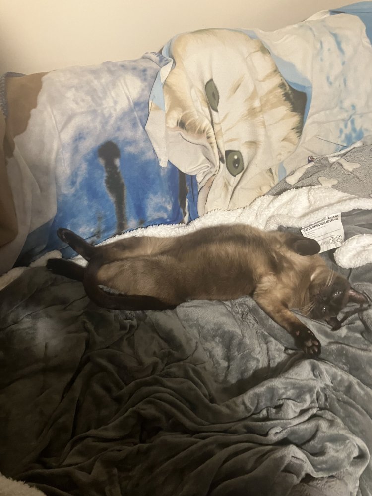 Allowing my cat to always steal my spot!