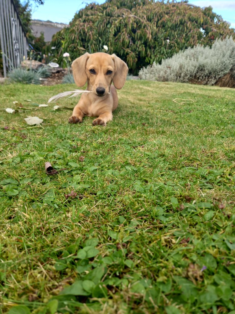 Love is realising that the creature who sheds on your couch and tracks mud across your floor somehow carries your whole heart as lightly as a feather. It’s in the quiet moments—when they rest